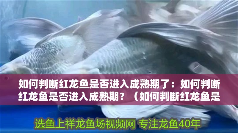 如何判斷紅龍魚是否進入成熟期了：如何判斷紅龍魚是否進入成熟期？（如何判斷紅龍魚是否已經進入成熟期）