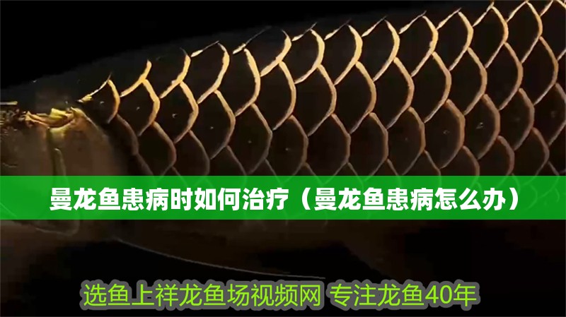 曼龍魚患病時如何治療（曼龍魚患病怎么辦）