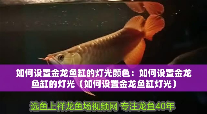 如何設(shè)置金龍魚缸的燈光顏色：如何設(shè)置金龍魚缸的燈光（如何設(shè)置金龍魚缸燈光）