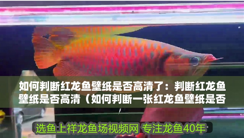 如何判斷紅龍魚壁紙是否高清了：判斷紅龍魚壁紙是否高清（如何判斷一張紅龍魚壁紙是否高清）