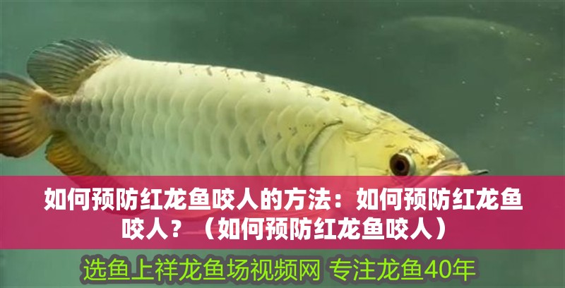 如何預防紅龍魚咬人的方法：如何預防紅龍魚咬人？（如何預防紅龍魚咬人）