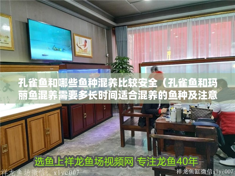 孔雀魚和哪些魚種混養(yǎng)比較安全（孔雀魚和瑪麗魚混養(yǎng)需要多長時(shí)間適合混養(yǎng)的魚種及注意事項(xiàng)）