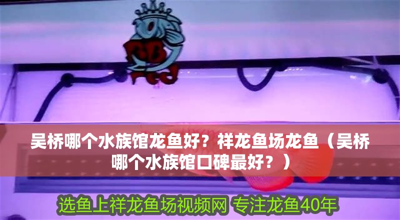 吳橋哪個水族館龍魚好？祥龍魚場龍魚（吳橋哪個水族館口碑最好？）