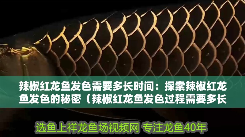 辣椒紅龍魚發色需要多長時間：探索辣椒紅龍魚發色的秘密（辣椒紅龍魚發色過程需要多長時間）