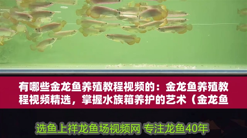 有哪些金龍魚養殖教程視頻的：金龍魚養殖教程視頻精選，掌握水族箱養護的藝術（金龍魚養殖教程）