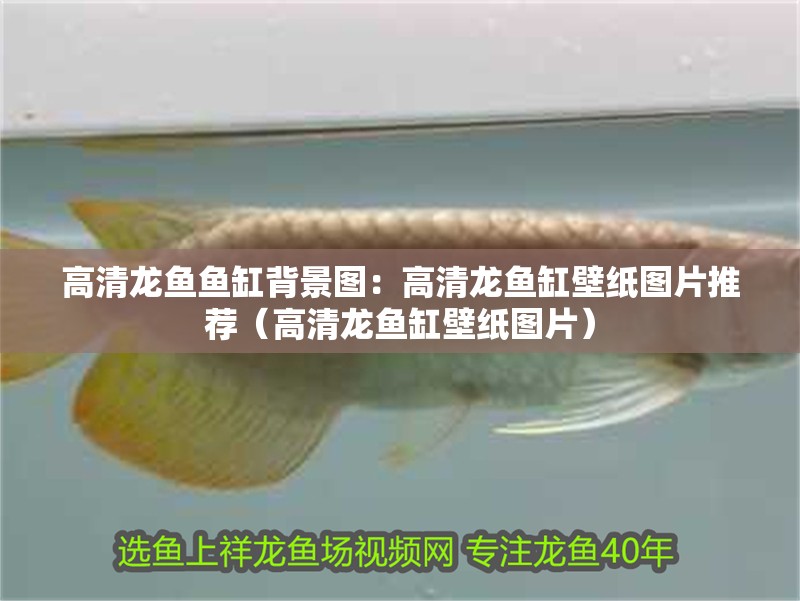 高清龍魚魚缸背景圖：高清龍魚缸壁紙圖片推薦（高清龍魚缸壁紙圖片）