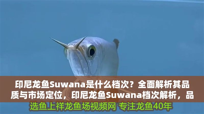 印尼龍魚Suwana是什么檔次？全面解析其品質與市場定位，印尼龍魚Suwana檔次解析，品質特點與市場定位全揭秘