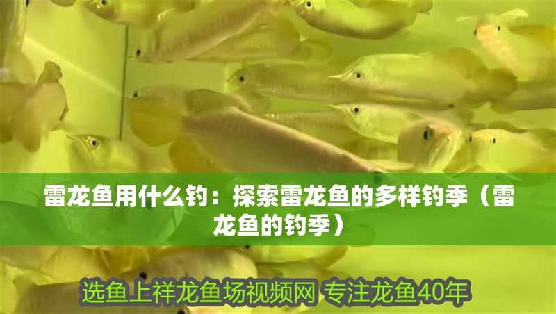 雷龍魚用什么釣：探索雷龍魚的多樣釣季（雷龍魚的釣季）