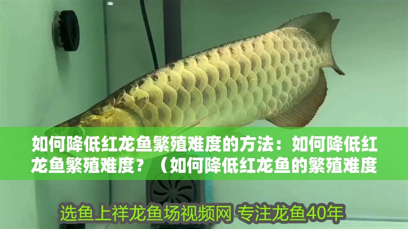 如何降低紅龍魚繁殖難度的方法：如何降低紅龍魚繁殖難度？（如何降低紅龍魚的繁殖難度）