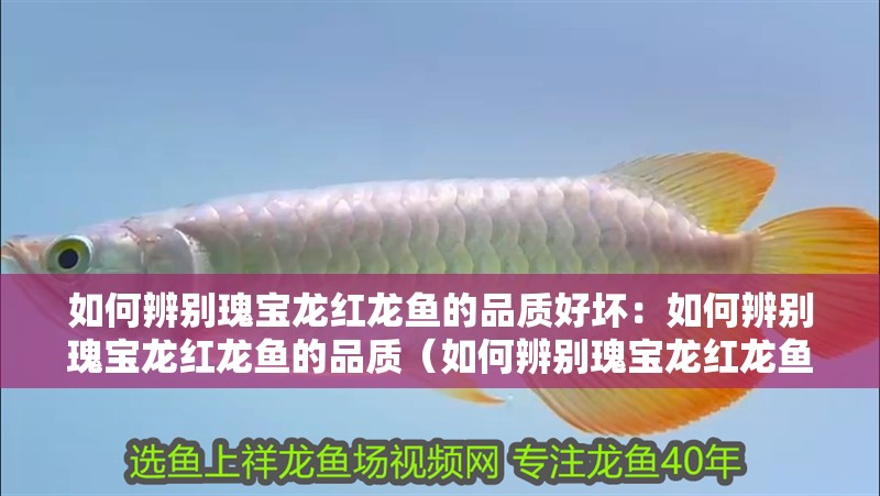 如何辨別瑰寶龍紅龍魚的品質好壞：如何辨別瑰寶龍紅龍魚的品質（如何辨別瑰寶龍紅龍魚）