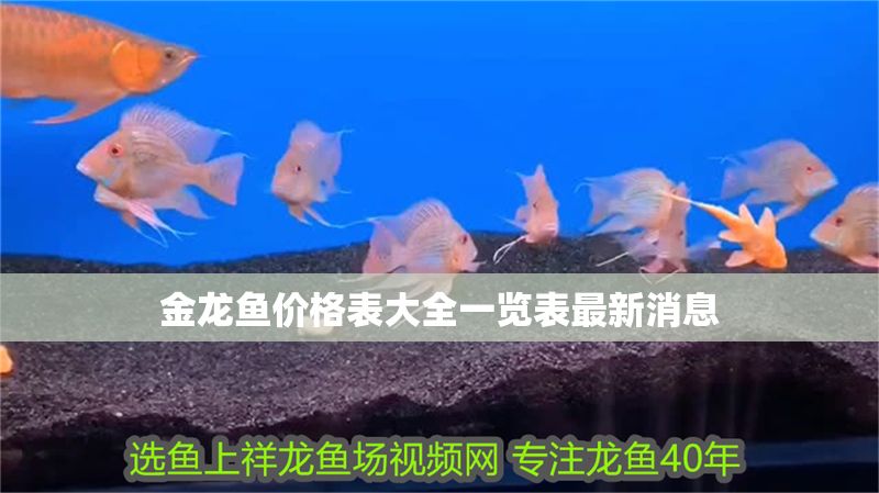 金龍魚價格表大全一覽表最新消息