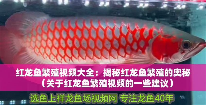 紅龍魚繁殖視頻大全：揭秘紅龍魚繁殖的奧秘（關于紅龍魚繁殖視頻的一些建議）