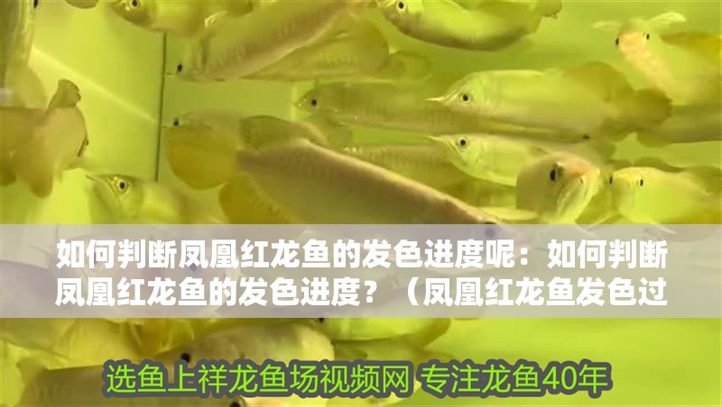如何判斷鳳凰紅龍魚的發(fā)色進度呢：如何判斷鳳凰紅龍魚的發(fā)色進度？（鳳凰紅龍魚發(fā)色過程中鳳凰紅龍魚的發(fā)色進度是正常的）