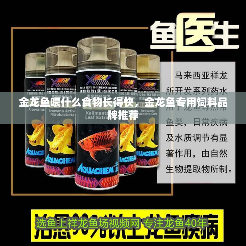 金龍魚喂什么食物長得快，金龍魚專用飼料品牌推薦