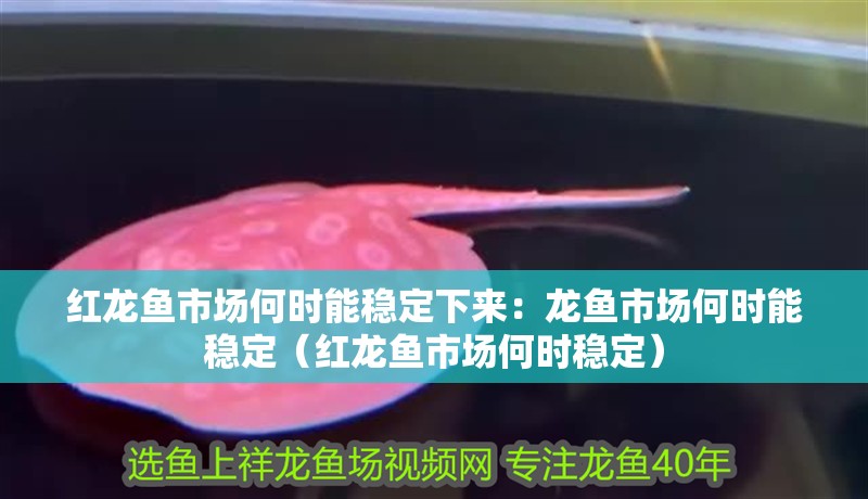 紅龍魚市場何時能穩(wěn)定下來：龍魚市場何時能穩(wěn)定（紅龍魚市場何時穩(wěn)定）