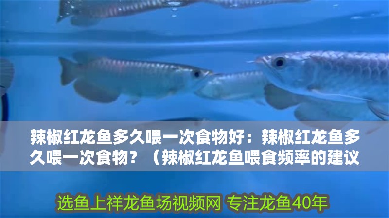 辣椒紅龍魚(yú)多久喂一次食物好：辣椒紅龍魚(yú)多久喂一次食物？（辣椒紅龍魚(yú)喂食頻率的建議：辣椒紅龍魚(yú)喂食頻率的建議）