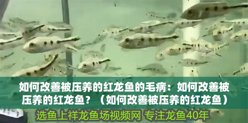 如何改善被壓養(yǎng)的紅龍魚的毛病：如何改善被壓養(yǎng)的紅龍魚？（如何改善被壓養(yǎng)的紅龍魚）