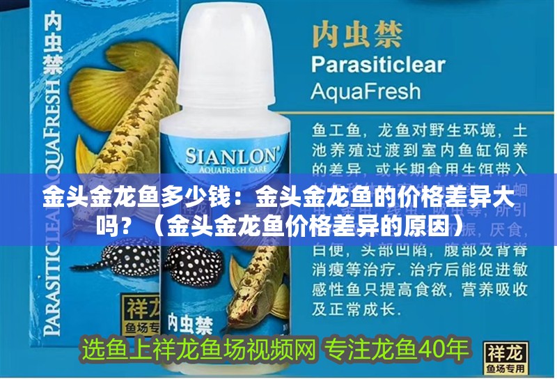 金頭金龍魚多少錢：金頭金龍魚的價格差異大嗎？（金頭金龍魚價格差異的原因）