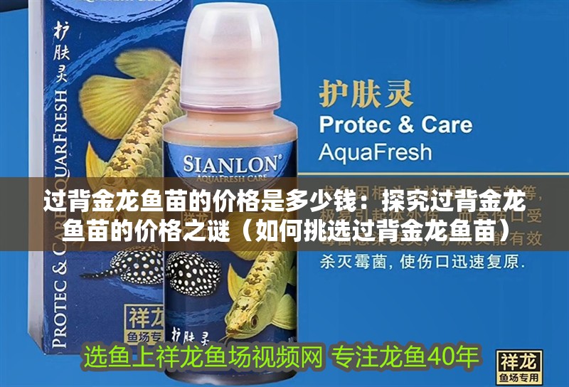 過背金龍魚苗的價格是多少錢：探究過背金龍魚苗的價格之謎（如何挑選過背金龍魚苗）