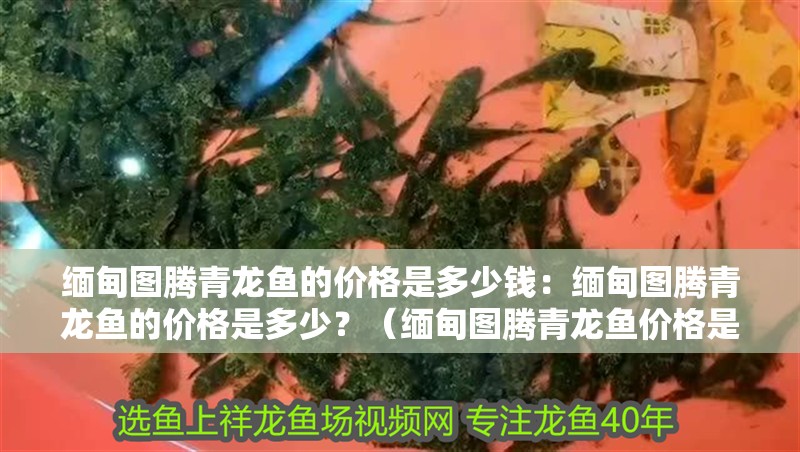 緬甸圖騰青龍魚的價格是多少錢：緬甸圖騰青龍魚的價格是多少？（緬甸圖騰青龍魚價格是多少緬甸圖騰青龍魚價格是多少）