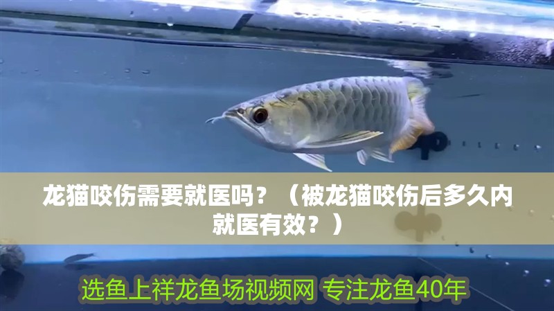 龍貓咬傷需要就醫嗎？（被龍貓咬傷后多久內就醫有效？）