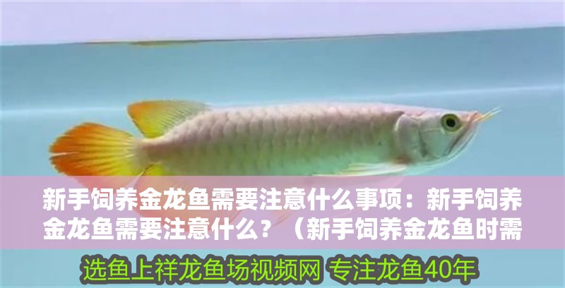 新手飼養金龍魚需要注意什么事項：新手飼養金龍魚需要注意什么？（新手飼養金龍魚時需要注意的幾個方面）