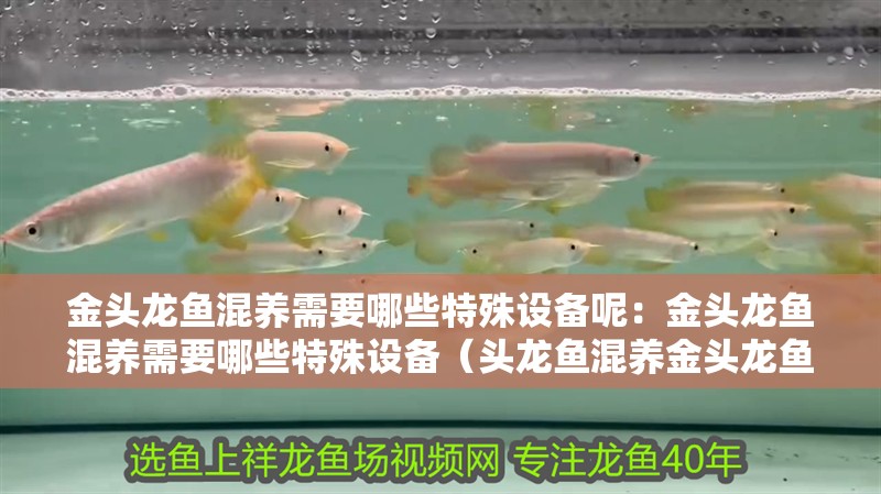 金頭龍魚混養(yǎng)需要哪些特殊設(shè)備呢：金頭龍魚混養(yǎng)需要哪些特殊設(shè)備（頭龍魚混養(yǎng)金頭龍魚混養(yǎng)需要注意什么，金頭龍魚與其他魚類混養(yǎng)）