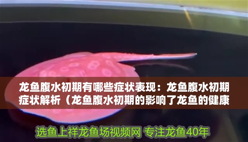 龍魚腹水初期有哪些癥狀表現：龍魚腹水初期癥狀解析（龍魚腹水初期的影響了龍魚的健康狀況，龍魚腹水初期的癥狀）