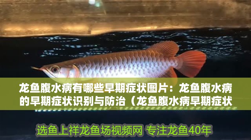 龍魚腹水病有哪些早期癥狀圖片：龍魚腹水病的早期癥狀識別與防治（龍魚腹水病早期癥狀及防治措施）