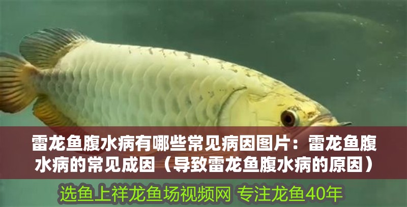 雷龍魚腹水病有哪些常見病因圖片：雷龍魚腹水病的常見成因（導致雷龍魚腹水病的原因）