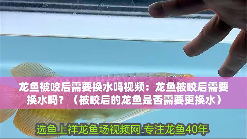 龍魚被咬后需要換水嗎視頻：龍魚被咬后需要換水嗎？（被咬后的龍魚是否需要更換水）