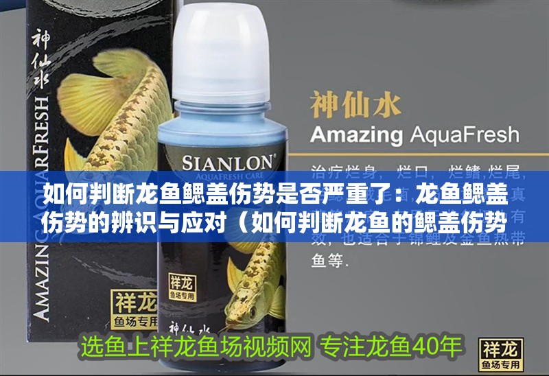 如何判斷龍魚鰓蓋傷勢是否嚴重了：龍魚鰓蓋傷勢的辨識與應對（如何判斷龍魚的鰓蓋傷勢是否嚴重）