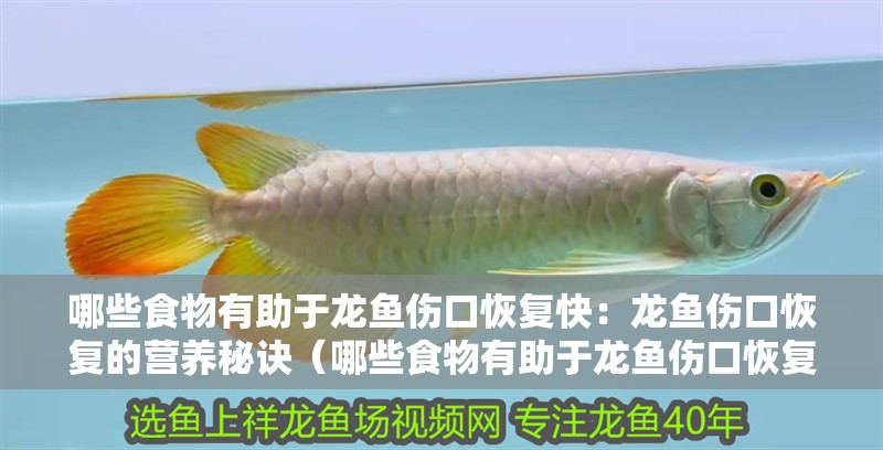 哪些食物有助于龍魚傷口恢復快：龍魚傷口恢復的營養秘訣（哪些食物有助于龍魚傷口恢復）