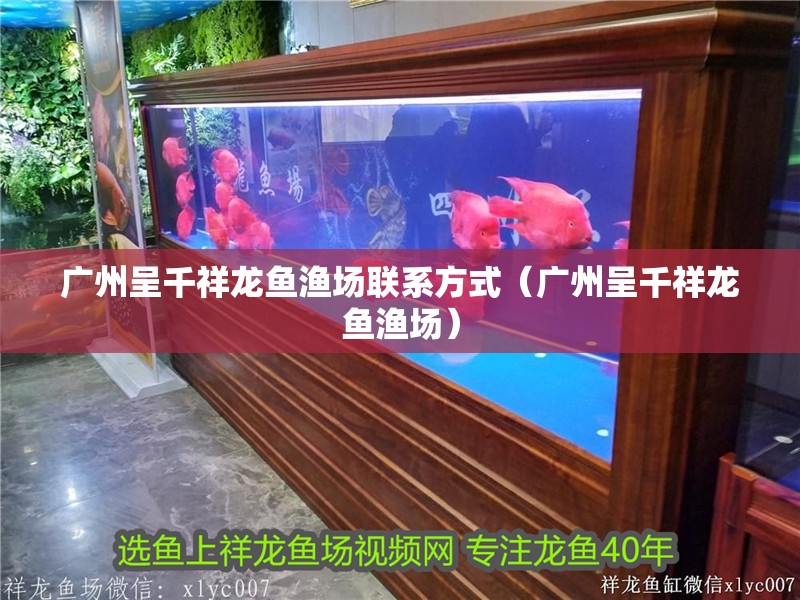 廣州呈千祥龍魚漁場聯系方式（廣州呈千祥龍魚漁場）