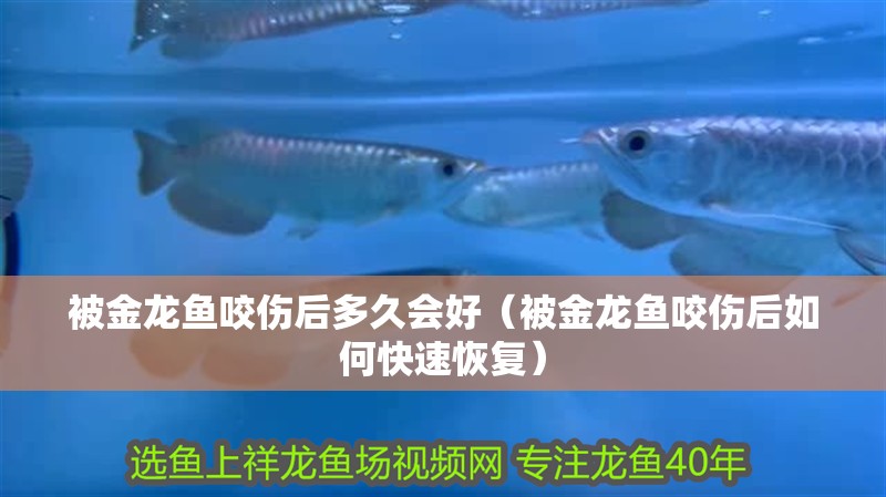 被金龍魚咬傷后多久會好（被金龍魚咬傷后如何快速恢復）