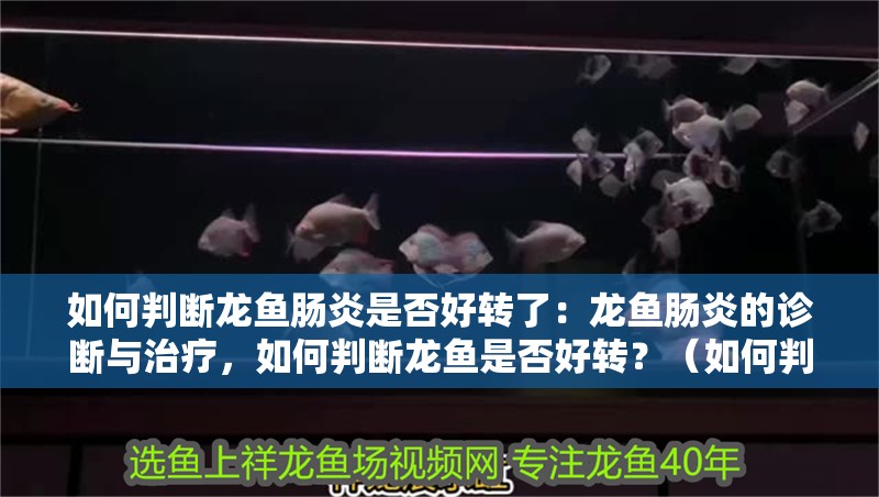如何判斷龍魚腸炎是否好轉(zhuǎn)了：龍魚腸炎的診斷與治療，如何判斷龍魚是否好轉(zhuǎn)？（如何判斷龍魚是否好轉(zhuǎn)）