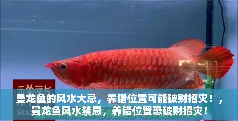曼龍魚的風水大忌，養錯位置可能破財招災！，曼龍魚風水禁忌，養錯位置恐破財招災！