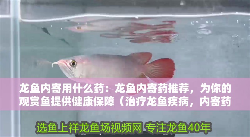 龍魚內寄用什么藥：龍魚內寄藥推薦，為你的觀賞魚提供健康保障（治療龍魚疾病，內寄藥的選擇和使用方法）