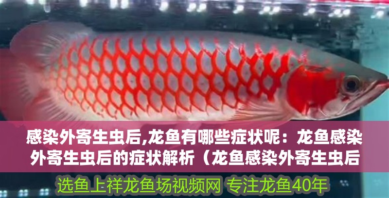 感染外寄生蟲后,龍魚有哪些癥狀呢：龍魚感染外寄生蟲后的癥狀解析（龍魚感染外寄生蟲后會(huì)出現(xiàn)哪些癥狀，龍魚可能會(huì)影響龍魚健康）