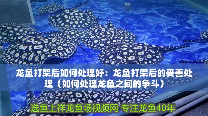 龍魚打架后如何處理好：龍魚打架后的妥善處理（如何處理龍魚之間的爭(zhēng)斗） 龍魚打架后如何處理好：龍魚打架后的妥善處理（如何處理龍魚之間的爭(zhēng)斗） 水族問答