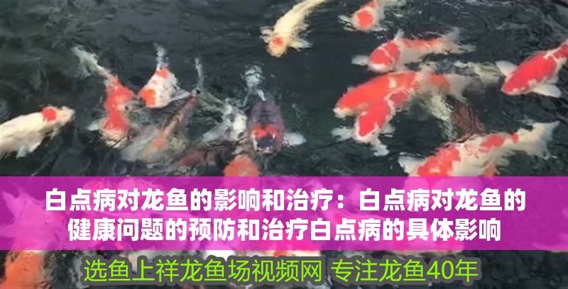 白點病對龍魚的影響和治療：白點病對龍魚的健康問題的預(yù)防和治療白點病的具體影響