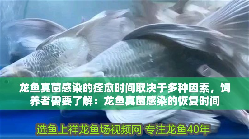 龍魚真菌感染的痊愈時間取決于多種因素，飼養者需要了解：龍魚真菌感染的恢復時間