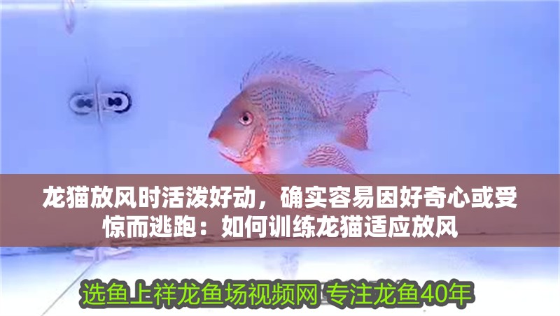 魚缸過濾器選購指南:自制魚缸過濾器魚缸上置過濾器對(duì)于養(yǎng)魚愛好者的必備知識(shí) 龍貓放風(fēng)時(shí)活潑好動(dòng),確實(shí)容易因好奇心或受驚而逃跑:如何訓(xùn)練龍貓適應(yīng)放風(fēng) 龍魚百科 龍貓放風(fēng)時(shí)活潑好動(dòng),確實(shí)容易因好奇心或受驚而逃跑:如何訓(xùn)練龍貓適應(yīng)放風(fēng) 龍貓放風(fēng)時(shí)活潑好動(dòng),確實(shí)容易因好奇心或受驚而逃跑:如何訓(xùn)練龍貓適應(yīng)放風(fēng) 龍魚百科