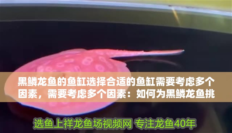 黑鱗龍魚的魚缸選擇合適的魚缸需要考慮多個(gè)因素，需要考慮多個(gè)因素：如何為黑鱗龍魚挑選一個(gè)合適的魚缸