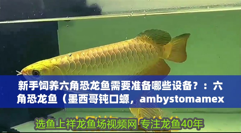 新手飼養(yǎng)六角恐龍魚需要準(zhǔn)備哪些設(shè)備？：六角恐龍魚（墨西哥鈍口螈，ambystomamexicanum）