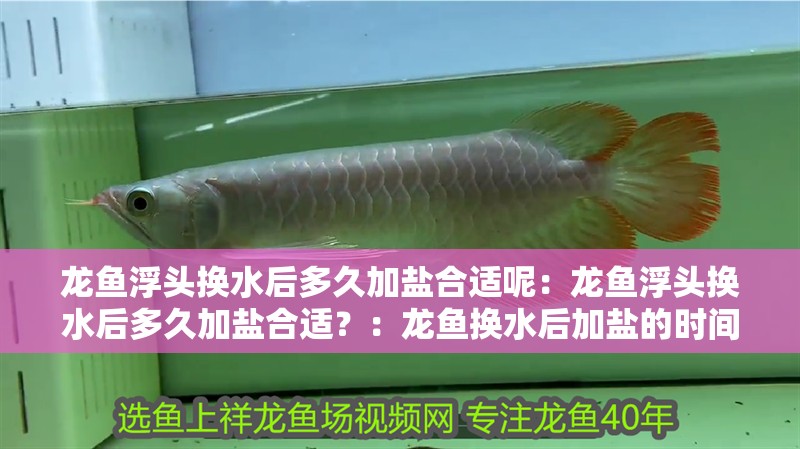 龍魚浮頭換水后多久加鹽合適呢：龍魚浮頭換水后多久加鹽合適？：龍魚換水后加鹽的時間取決于多種因素