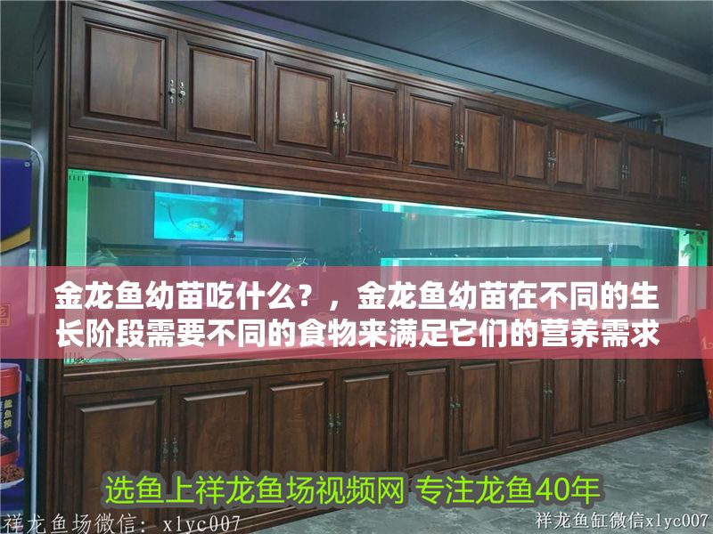 金龍魚幼苗吃什么？，金龍魚幼苗在不同的生長階段需要不同的食物來滿足它們的營養需求