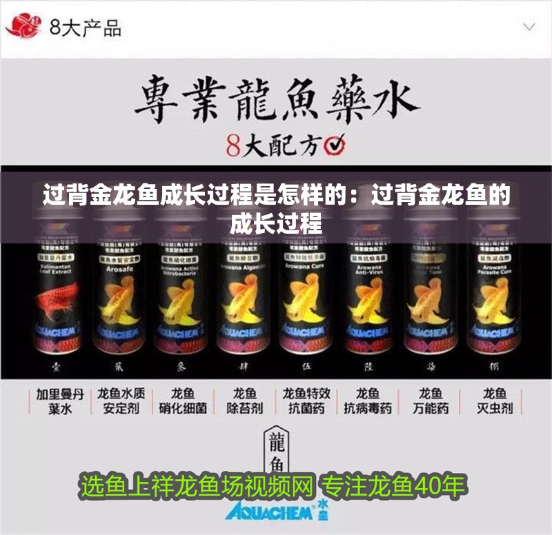 過背金龍魚成長過程是怎樣的：過背金龍魚的成長過程