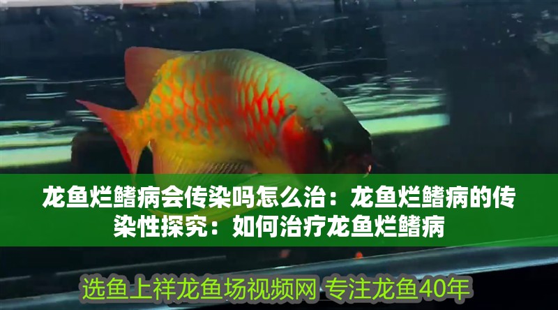 龍魚爛鰭病會傳染嗎怎么治：龍魚爛鰭病的傳染性探究：如何治療龍魚爛鰭病