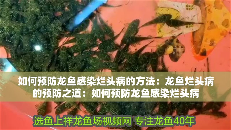 如何預防龍魚感染爛頭病的方法：龍魚爛頭病的預防之道：如何預防龍魚感染爛頭病